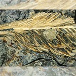 feci di dinosauro