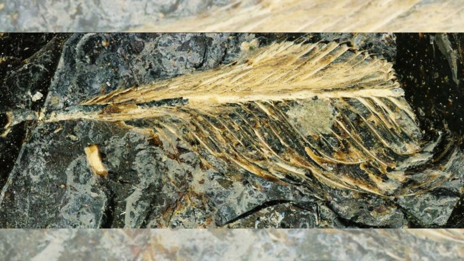 feci di dinosauro