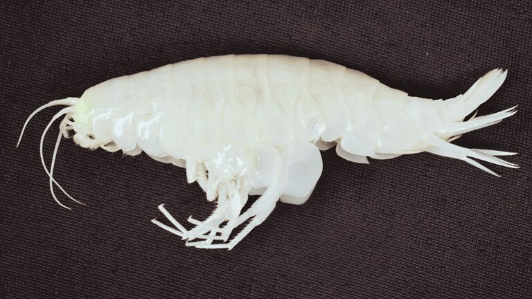 gambero gigante degli abissi