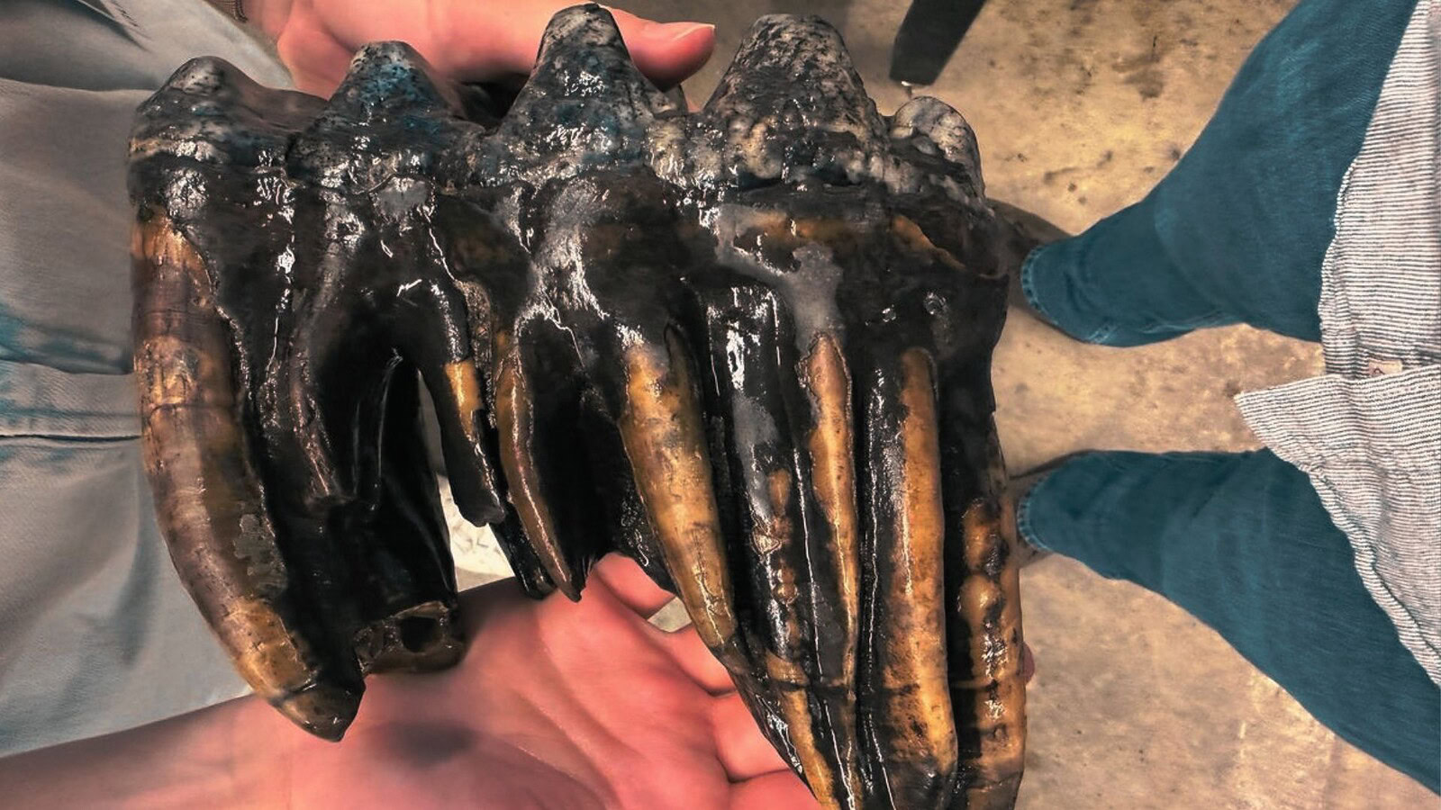 dente di mastodonte