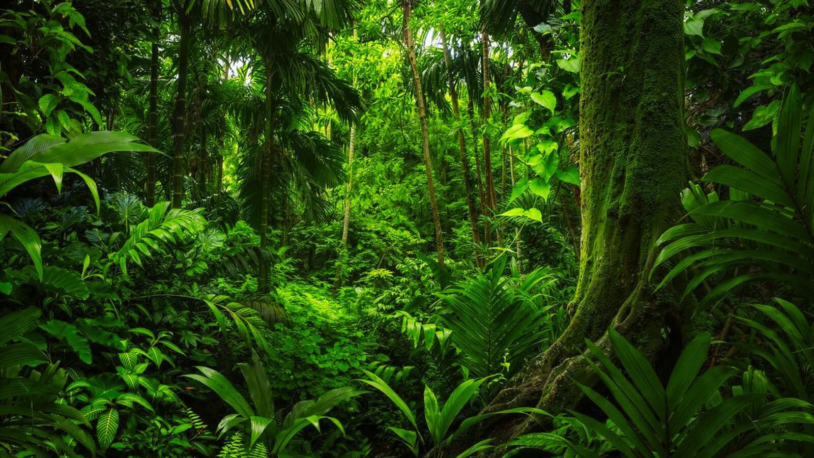 foreste pluviali farmaci
