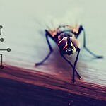 Spi-Fly, l'algoritmo ispirato al moscerino che fiuta gli odori