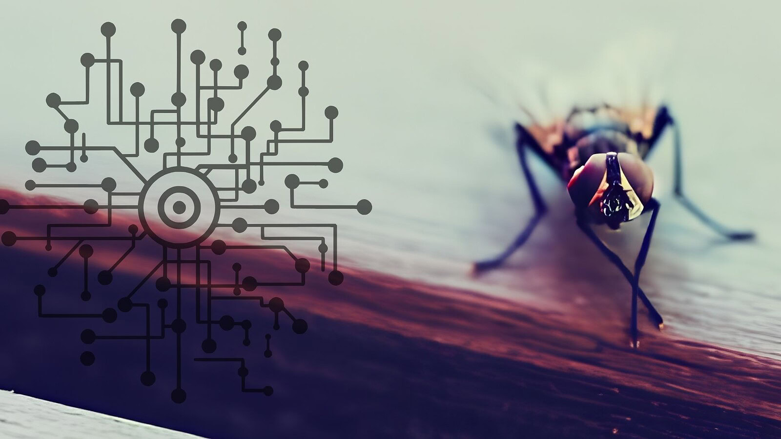 Spi-Fly, l'algoritmo ispirato al moscerino che fiuta gli odori