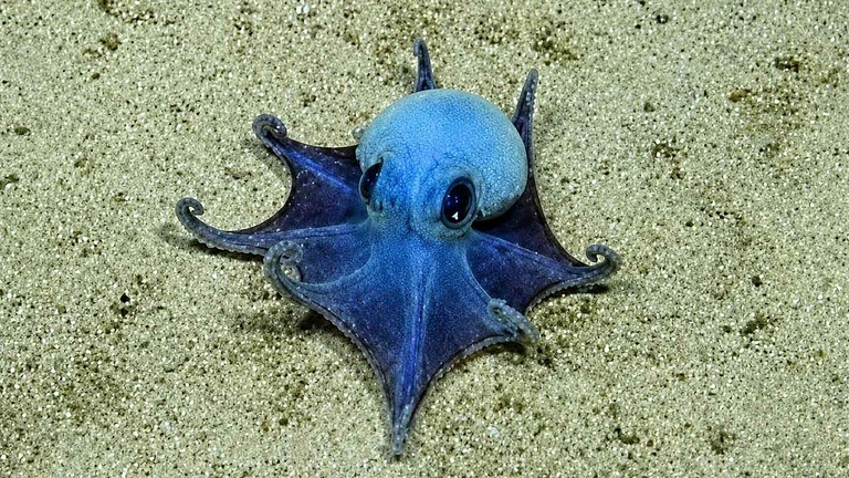 Polpo dei Caraibi: 20 nuove specie sospette nel mare profondo