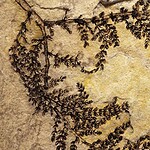 Primi fiori 150 milioni di anni prima: il fossile cinese