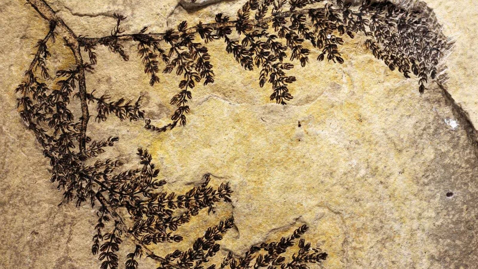 Primi fiori 150 milioni di anni prima: il fossile cinese