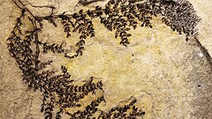 Primi fiori 150 milioni di anni prima: il fossile cinese