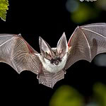 Pipistrelli Myotis: il DNA svela i segreti della longevità