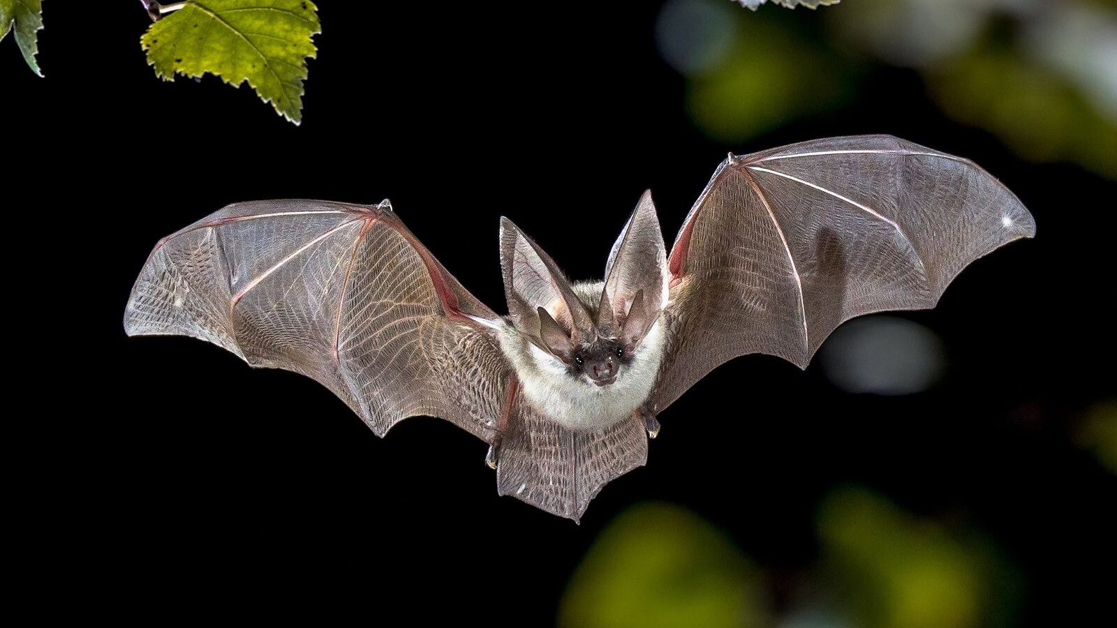 Pipistrelli Myotis: il DNA svela i segreti della longevità
