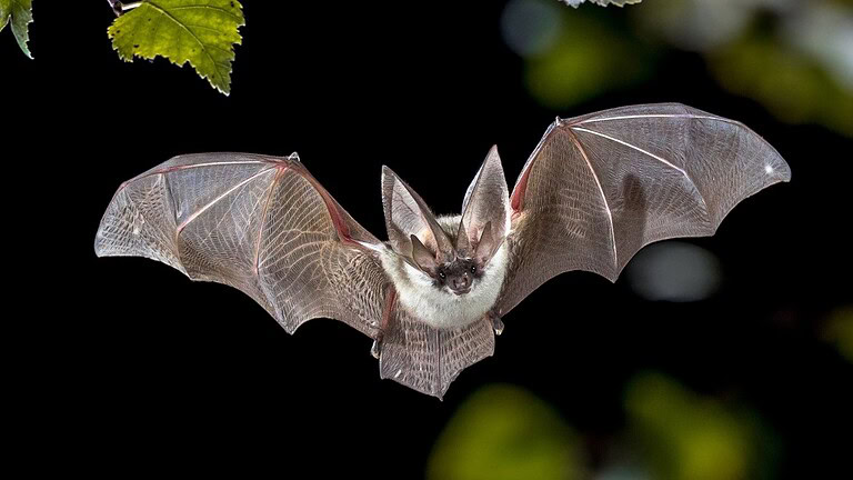 Pipistrelli Myotis: il DNA svela i segreti della longevità