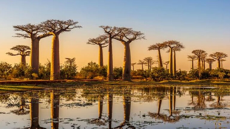Baobab, scoperta una nuova specie nascosta in piena vista