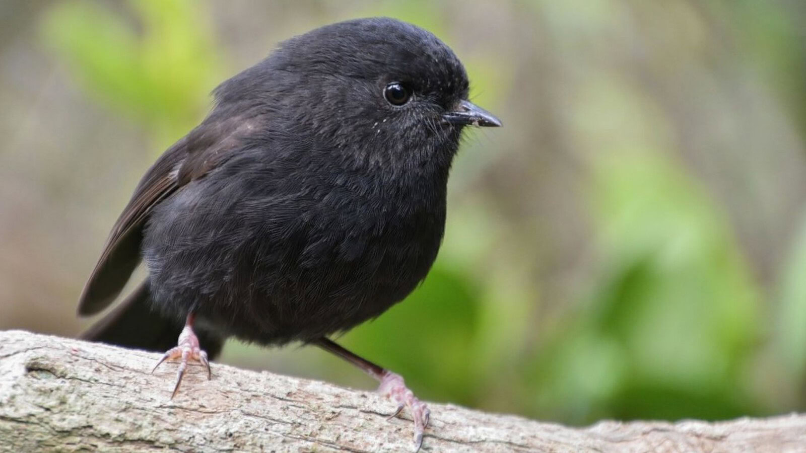 Pettirosso nero, il goth robin è Bird of the Year 2025