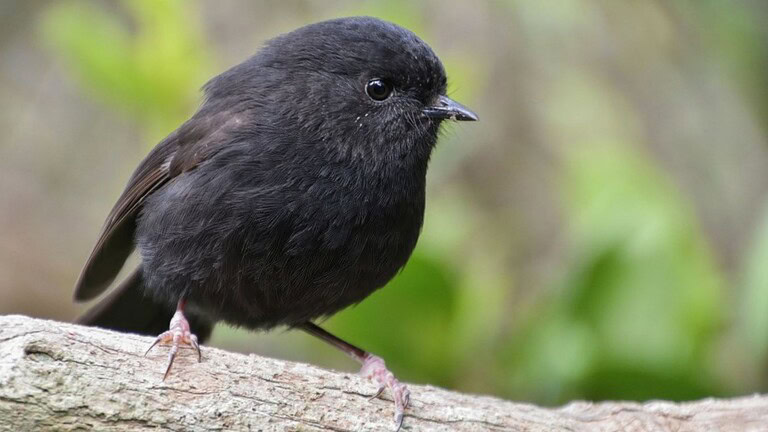 Pettirosso nero, il goth robin è Bird of the Year 2025