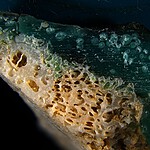 Plasticoral, il materiale nato da plastica e corallo fusi