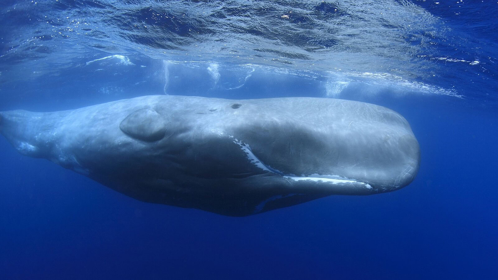 Project CETI studia i capodogli per parlare con gli animali