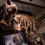 T. rex Scotty: vasi sanguigni fossili di 66 milioni di anni