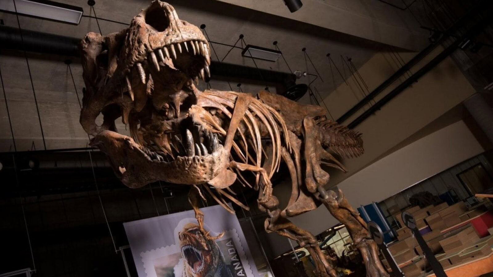 T. rex Scotty: vasi sanguigni fossili di 66 milioni di anni