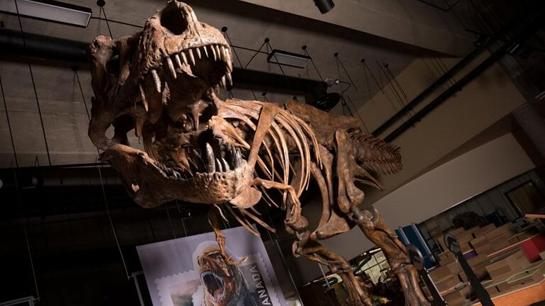 T. rex Scotty: vasi sanguigni fossili di 66 milioni di anni