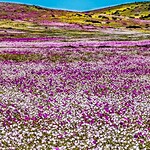 Deserto di Atacama in fiore: El Niño risveglia i semi