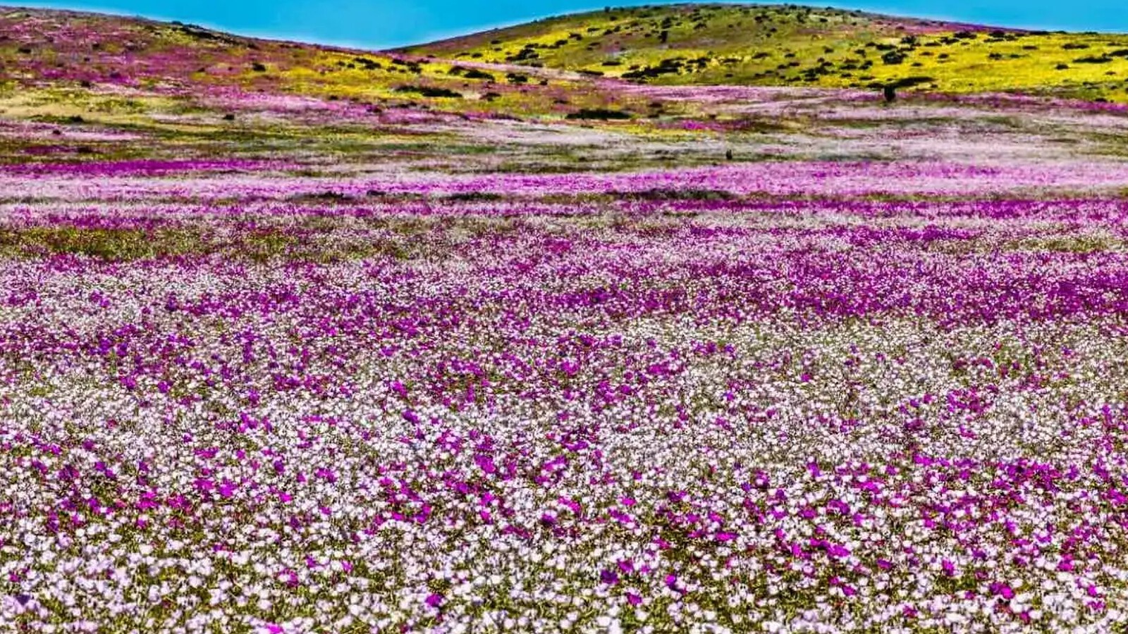 Deserto di Atacama in fiore: El Niño risveglia i semi