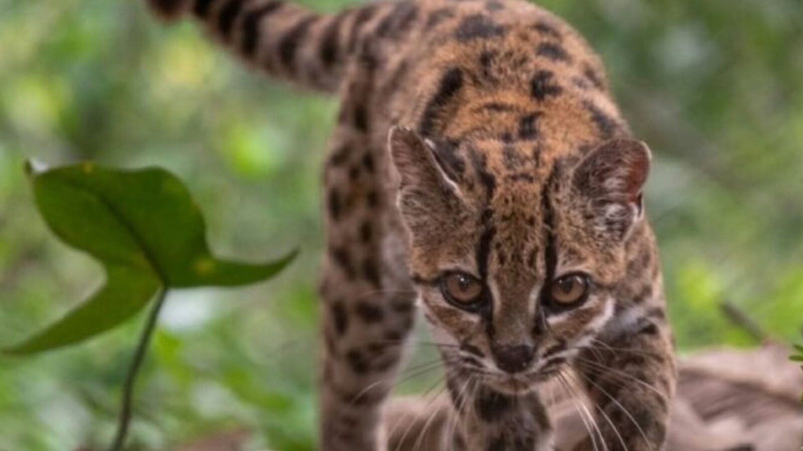 Gatto tigre boliviano: è una nuova specie dopo cento anni