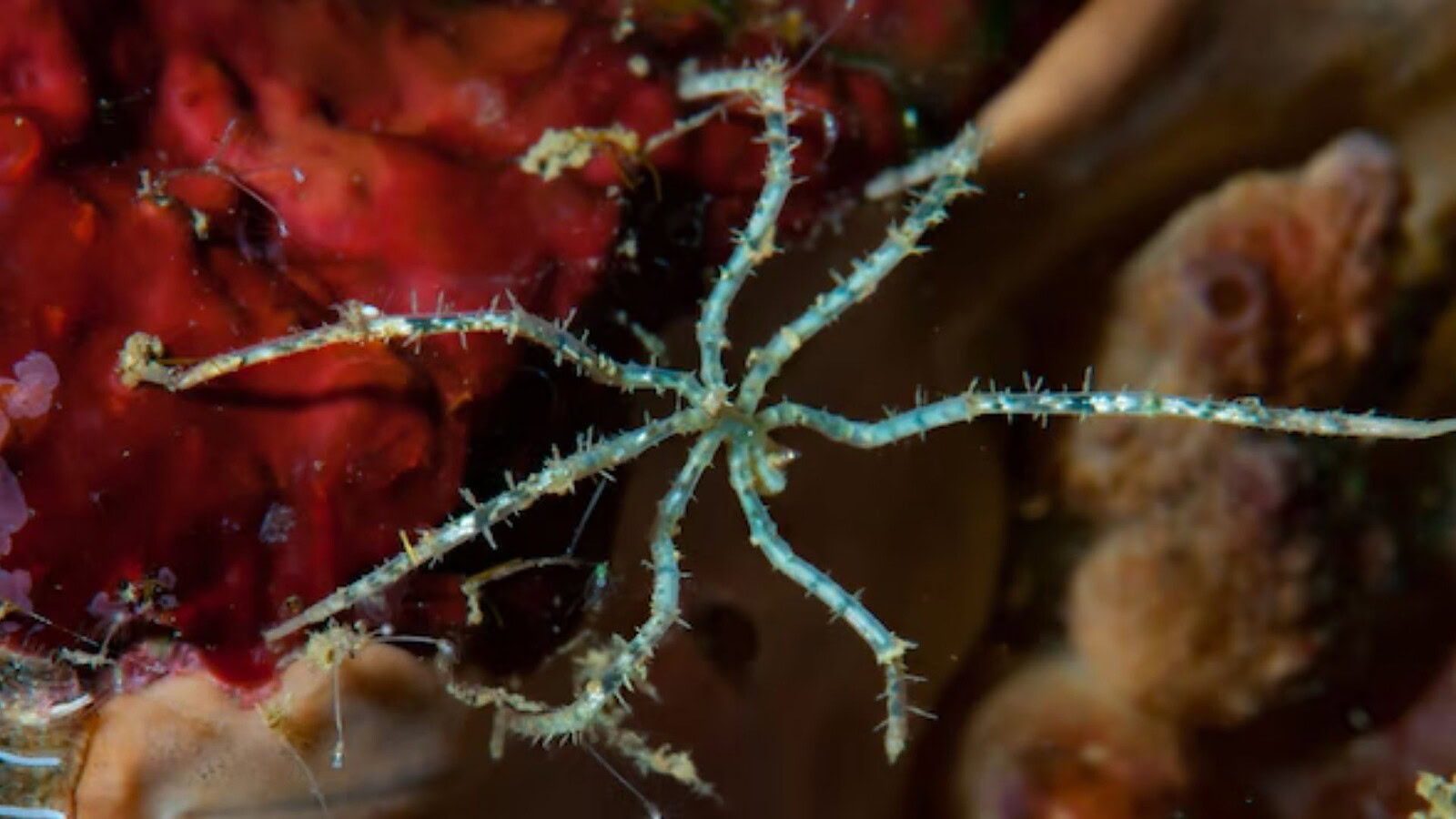 Ragni di mare nel Mare di Salish: uova deposte dalle zampe