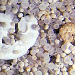 Fossili di eucarioti: la vita complessa seguiva l'ossigeno