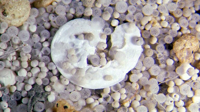 Fossili di eucarioti: la vita complessa seguiva l'ossigeno