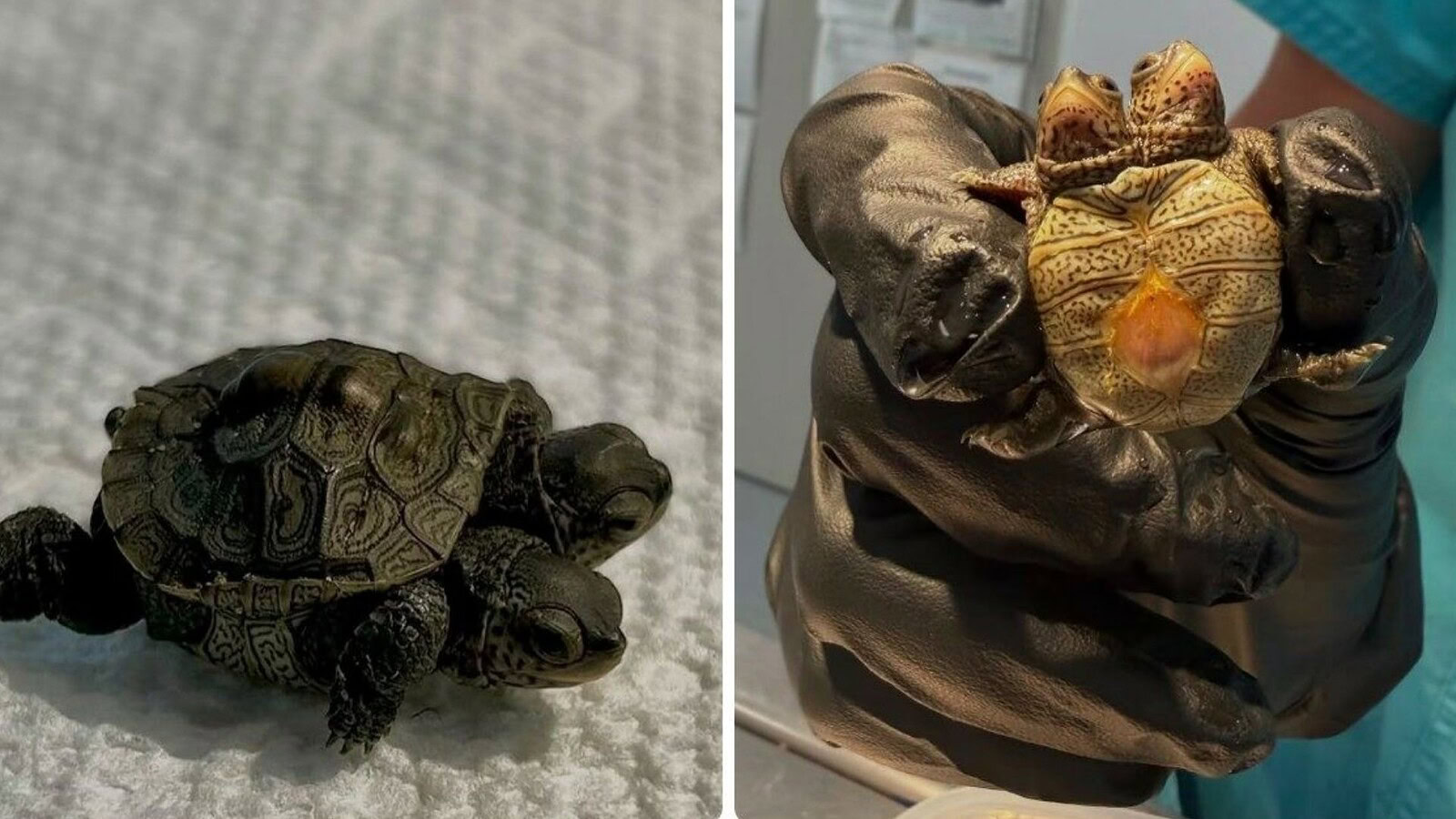 Tartaruga a due teste: il cucciolo raro che pesa come un foglio