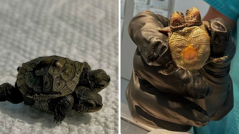 Tartaruga a due teste: il cucciolo raro che pesa come un foglio