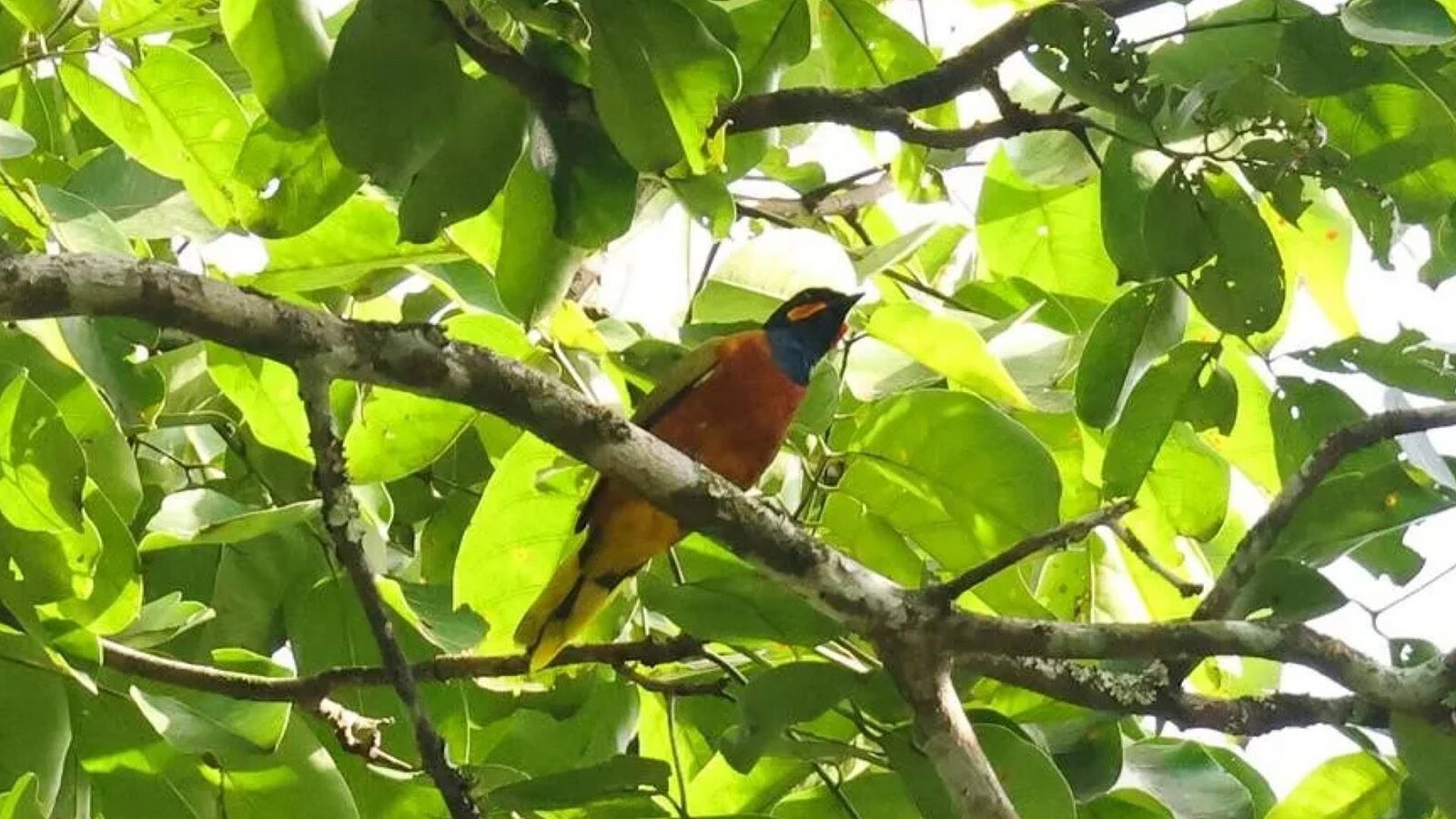 Ghana cuckooshrike, l'uccello perduto filmato per la prima volta