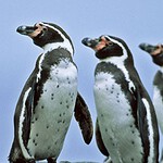 Pinguini di Humboldt in Perù: colonia decimata da tre minacce