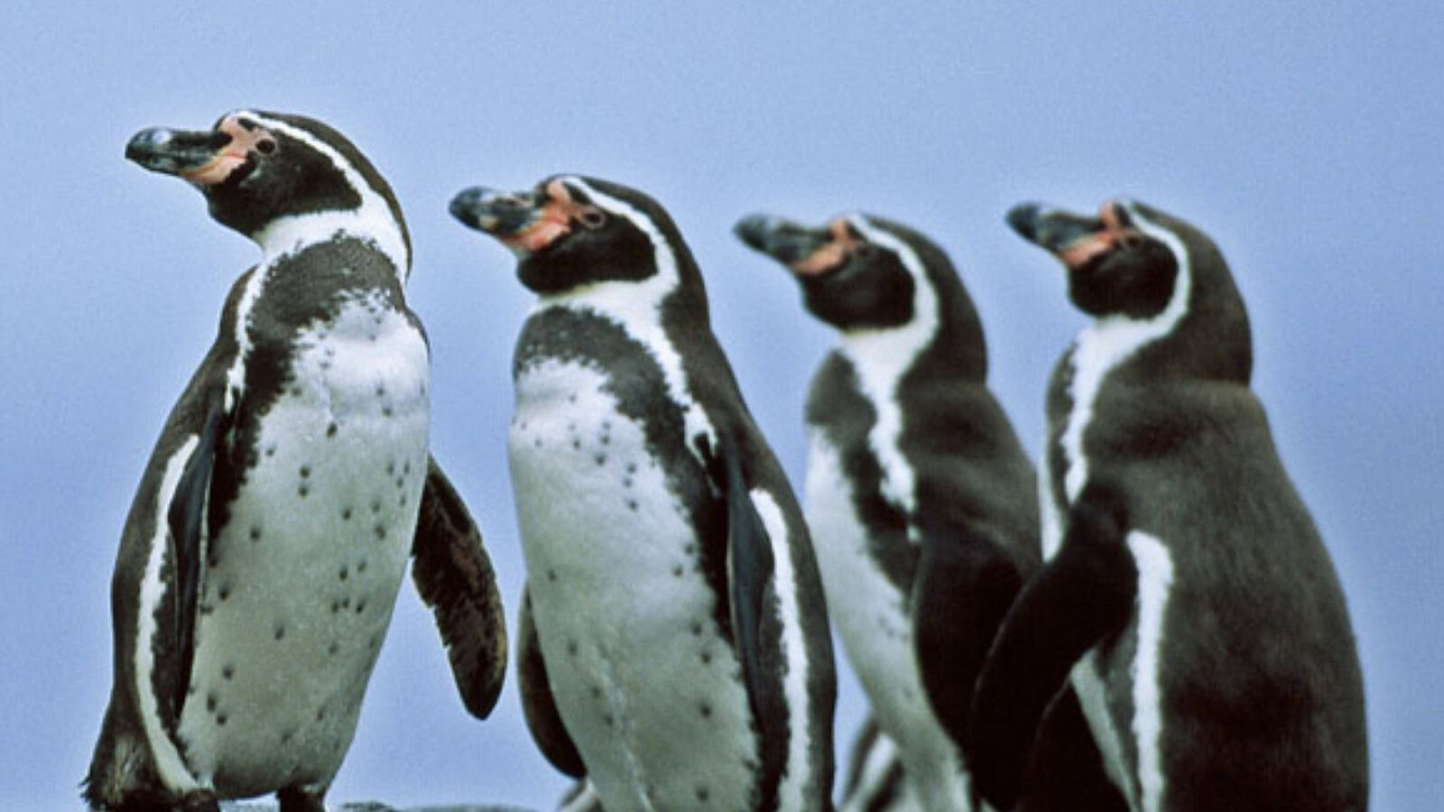 Pinguini di Humboldt in Perù: colonia decimata da tre minacce