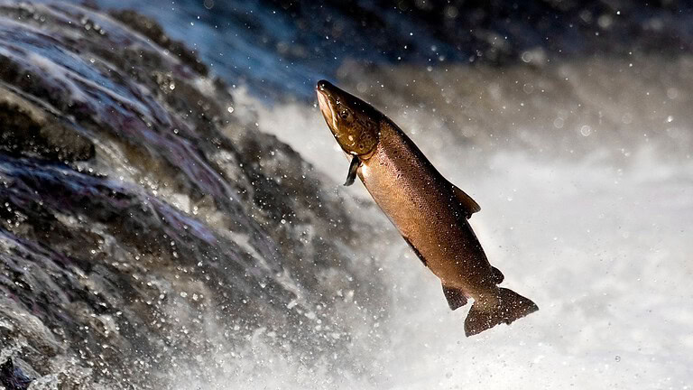 Salmone nutrito con pollo: El Niño spinge gli allevatori europei
