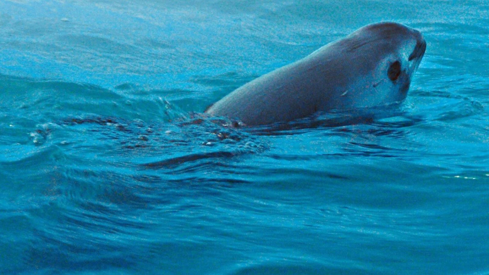 Vaquita marina