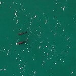Vaquita, restano 10 esemplari