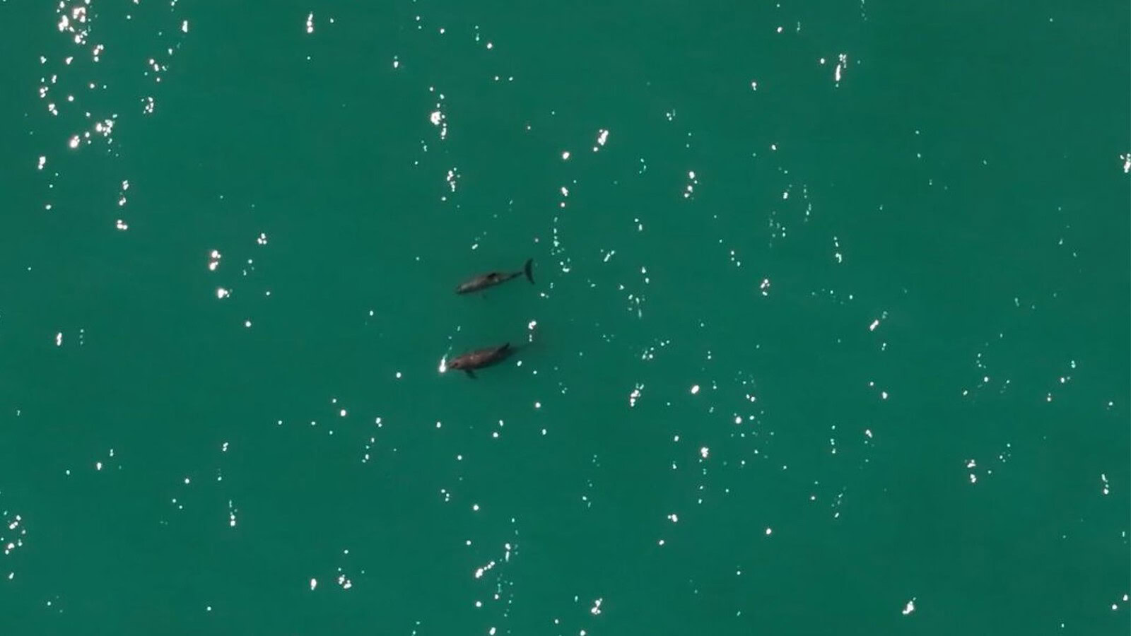 Vaquita, restano 10 esemplari