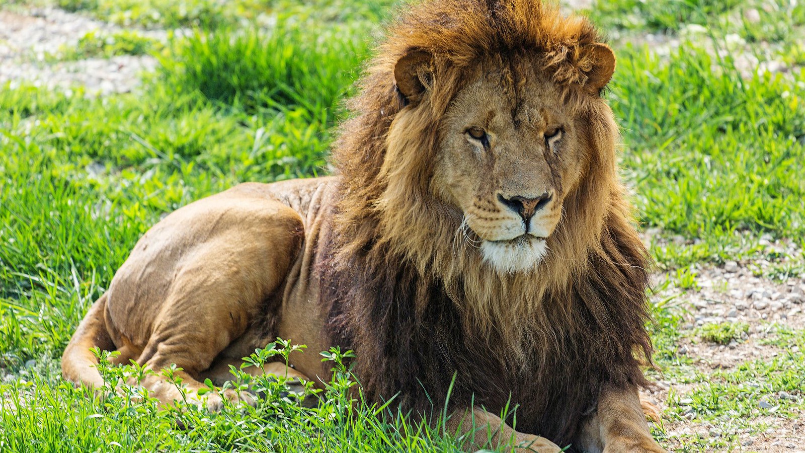 Leoni in cattività: le carcasse intere li avvicinano ai selvatici
