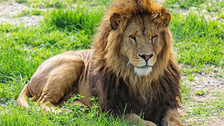 Leoni in cattività: le carcasse intere li avvicinano ai selvatici
