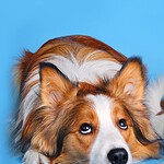 Cani piccoli più longevi: il ruolo dei geni saltellanti