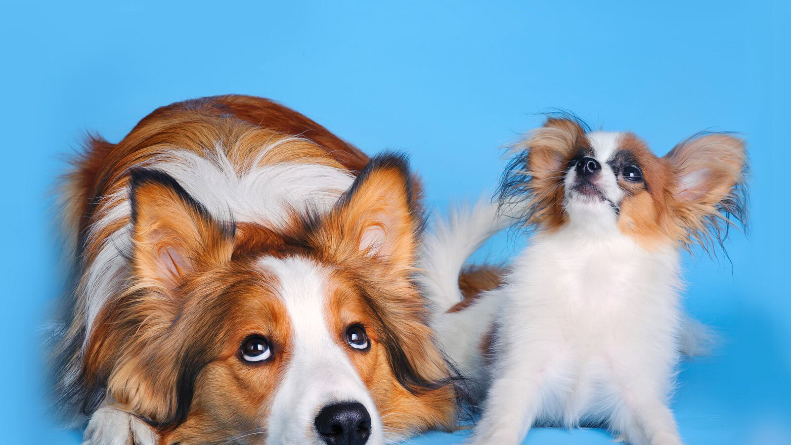 Cani piccoli più longevi: il ruolo dei geni saltellanti