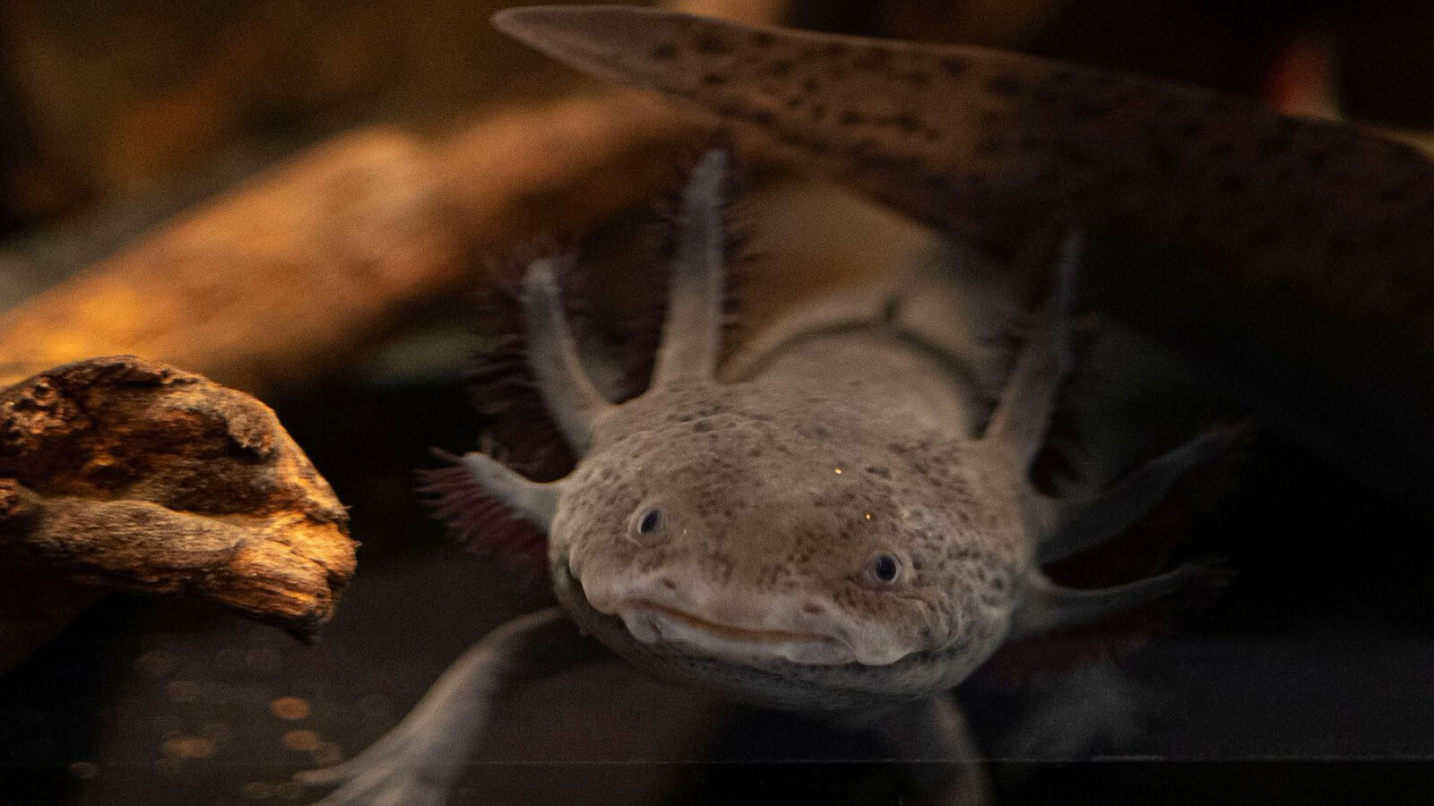 L'axolotl messicano