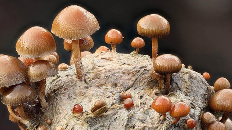 Psilocibina, su Nature