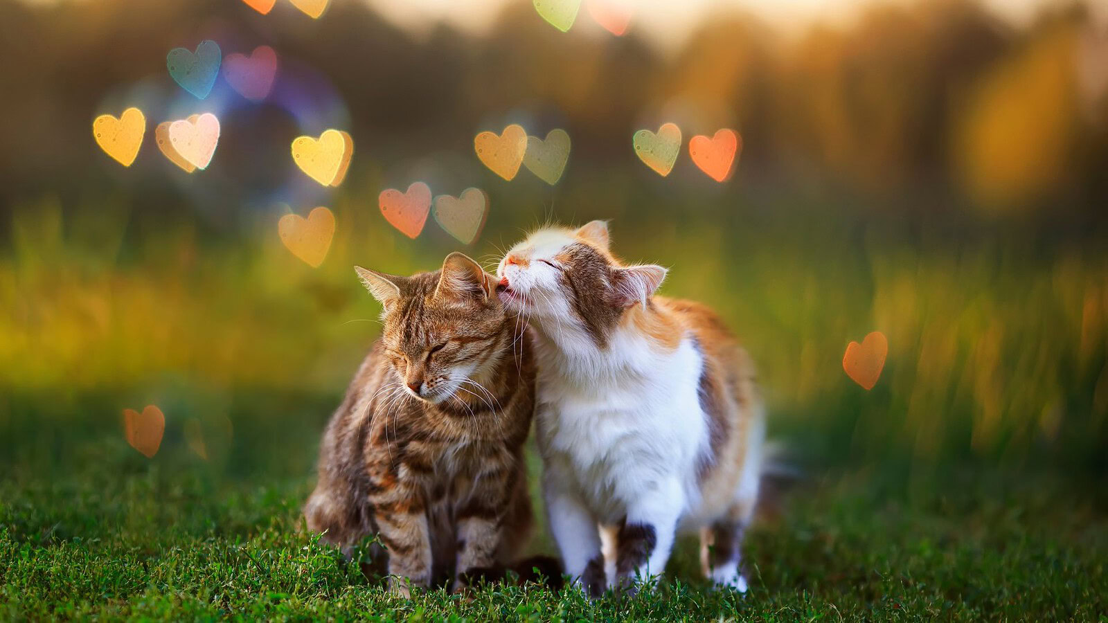 Comportamenti queer negli animali: più diffusi di quanto si pensi
