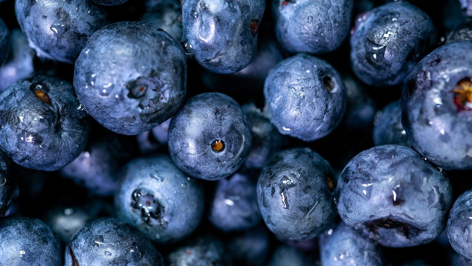 Mirtilli e umore negli over 65: il possibile ruolo dell'intestino