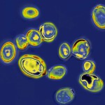 Candida auris
