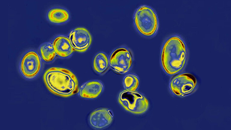 Candida auris