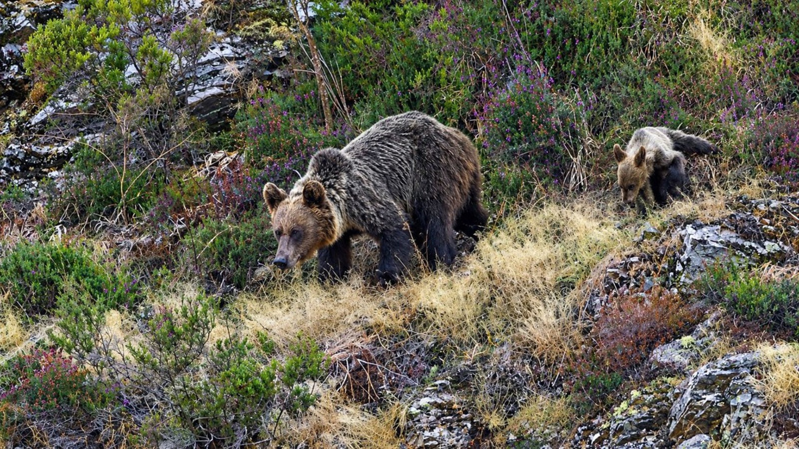 Orso bruno cantabrico