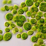 Nobel per la Medicina
