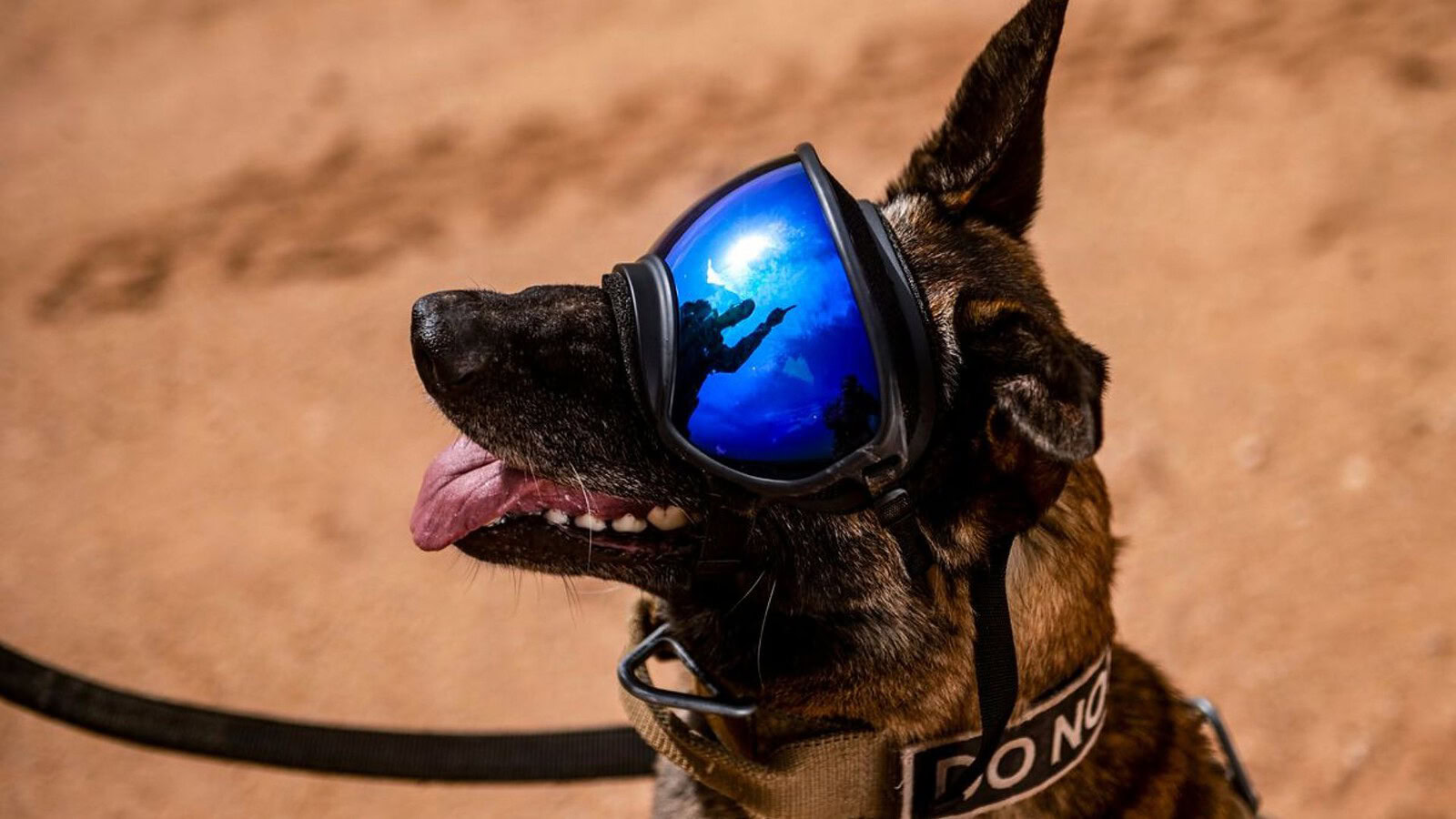 Warhound, cani geneticamente modificati